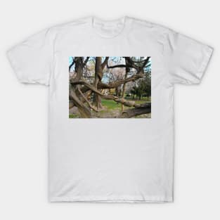 Bucharest Park Capture - Cismigiu Gardens Old Twisted Tree T-Shirt